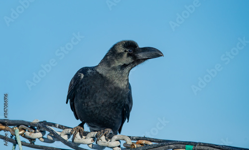 Obraz na płótnie Close-up of a raven standing in full view w salonie