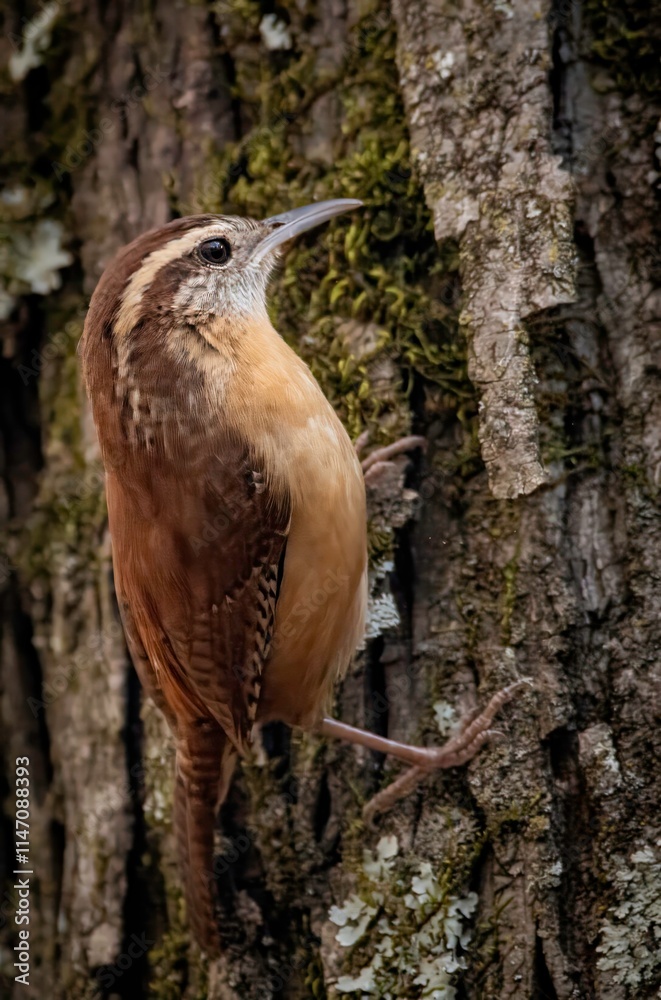 Fototapeta premium Carolina Wren