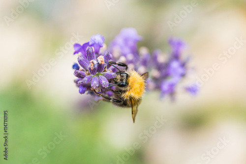 Close up of bumblebee on violett blooming lavender photo