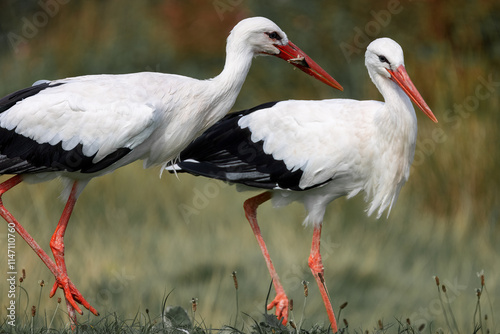 A white stork catching and eating fish photo