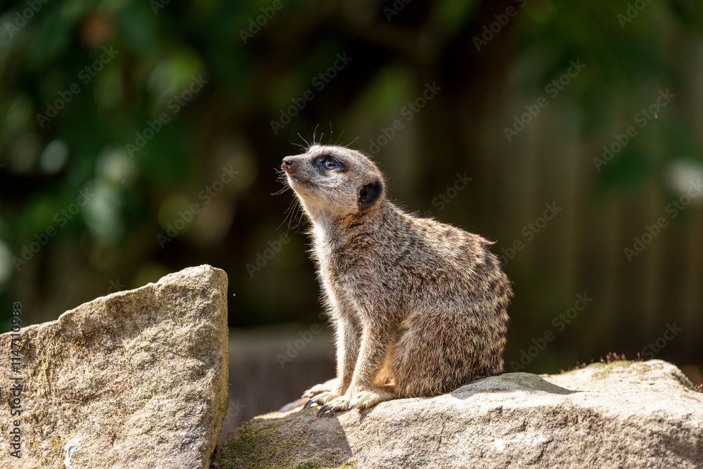 Fototapeta premium A meerkat sits perched on a large stone and looks up in the air