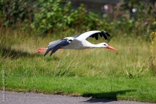 A white stork flies low to the ground