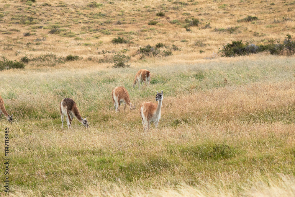 Guanacos en manada alimentándose de hierbas en Parque Nacional Torres del Paine, Patagonia, Chile Guanacos en manada alimentándose de hierbas en Parque Nacional Torres del Paine, Patagonia, Chile
