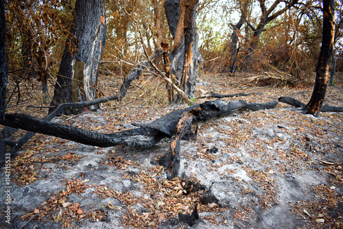 Burnt forest with charred trees on the bank of the Kuban River. Trees without leaves, ash on the ground. photo