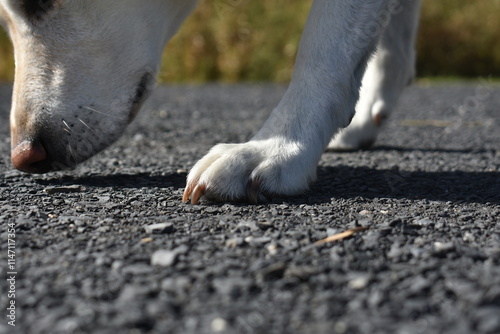 A yellow Labrador sniffing a driveway and her paw.