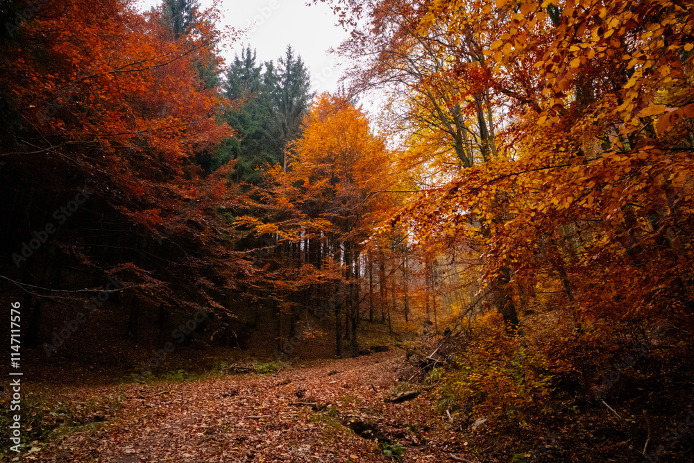 Beautiful Polish golden autumn Beautiful Polish golden autumn