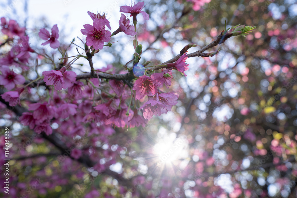 Floral. Closeup view of Prunus serrulata, also known as Japanese flowering cherry or Sakura, branches and flowers of pink petals, blooming in the park at sunset. Beautiful lens flare and dusk colors Floral. Closeup view of Prunus serrulata, also known as Japanese flowering cherry or Sakura, branches and flowers of pink petals, blooming in the park at sunset. Beautiful lens flare and dusk colors