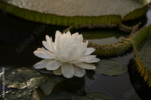 Night blooming aquatic plants. Closeup view of Victoria cruziana, also known as Giant Water Lily, large green floating leaves and flower of white petals, blooming at night in the pond	
