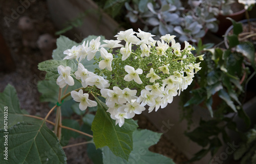 Floral. Closeup view of Hydrangea quercifolia, also known as oakleaf hydrangea, flowers of white petals spring blooming in the garden photo