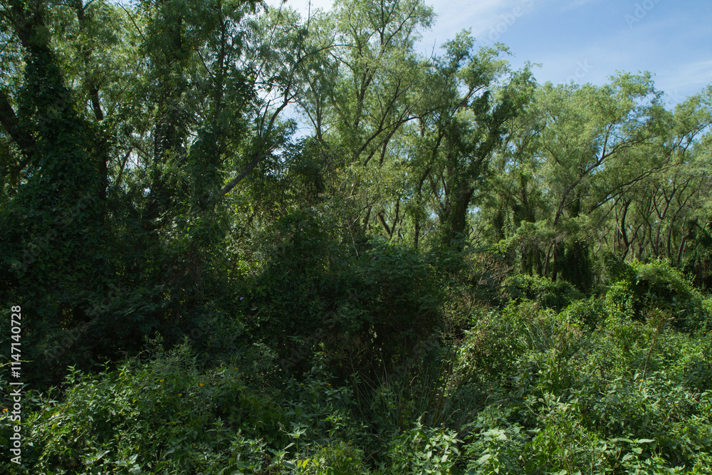 View of the tropical forest green foliage and lush vegetation in Pre Delta national park
View of the tropical forest green foliage and lush vegetation in Pre Delta national park