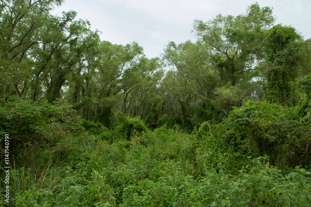 Panorama view of Pre Delta national park green forest and lush vegetation with beautiful foliage texture Panorama view of Pre Delta national park green forest and lush vegetation with beautiful foliage texture
