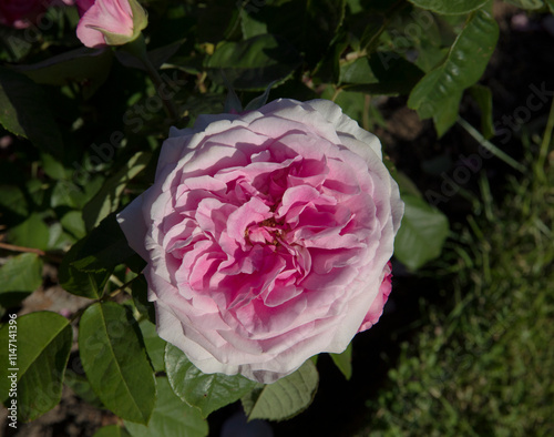 Flowers blooming in the park. Closeup view of Rosa Gertrude Jekyll flowers of pink and white petals, blossoming in the garden photo