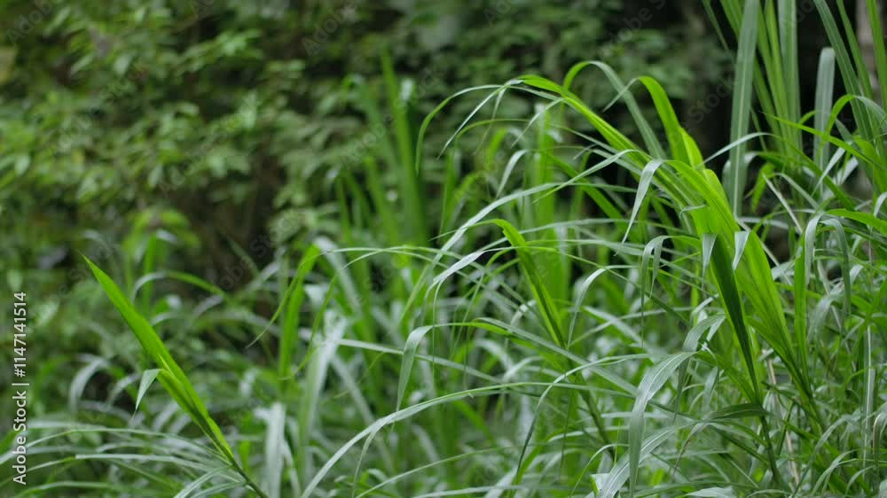 Tropical forest interior. Background of a rainforest. Drone view of Bali. Tropical forest interior. Background of a rainforest. Drone view of Bali.