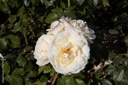 Flower bed. White roses blooming in the park. Closeup view of Rosa Tchaikovsky flowers of white petals, blossoming in the garden	
 photo