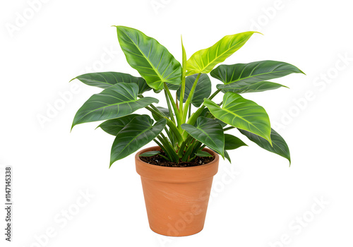 Plant with Pot PNG photo