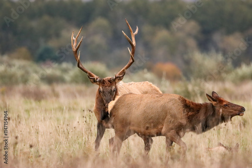 Elk Bull Cow Rut Romance Action  photo