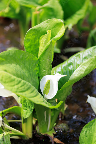 水芭蕉 photo