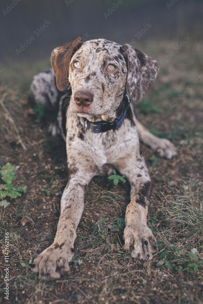 Louisiana Catahoula Leopard Dog young females in summer camp