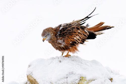 Fluffy kite in snowfall. Red kite, Milvus milvus, perched on snowy rock in winter blizzard. Endangered bird of prey with red feather. Cute raptor with beautiful eyes. Wildlife. Winter nature habitat.