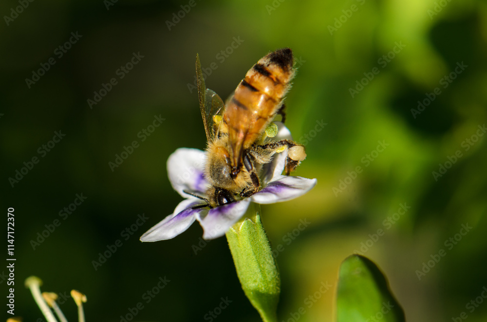 Honeybee collecting nectar from a vibrant flower in a lush garden setting during sunny afternoon hours Honeybee collecting nectar from a vibrant flower in a lush garden setting during sunny afternoon hours