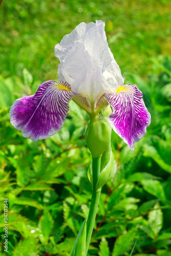 Blooming of perennial garden white-lilac iris in a summer yard.