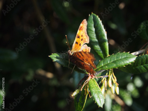 Close – up of a polygonia c-album, or comma butterfly on a twig of wintergreen barberry (berberis julianae) on a sunny April day in Bonn, Germany. photo