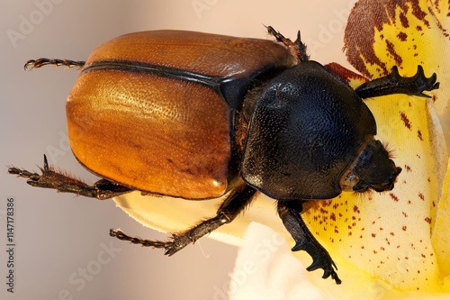 Eupatorus Gracilicornis Beetle photo