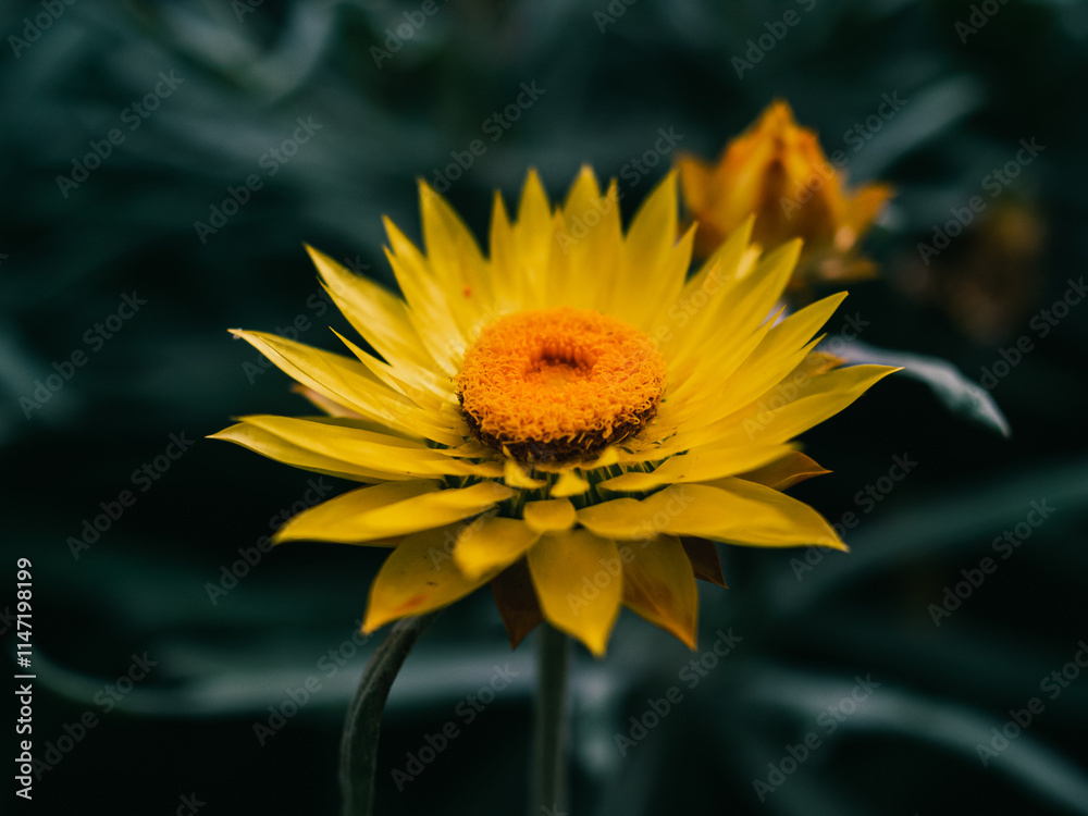 Obraz premium yellow flower