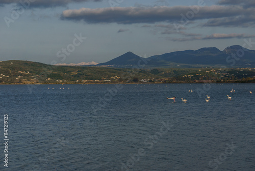 Flamingos in lake of Gialova Lagoon at nature reserve Katafigio Agrias Zois Limni Ntivari with mountains, Messinia, Peloponnese, Greece photo