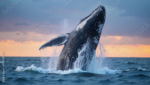 Humpback whale breaching at sunset over ocean waters photo