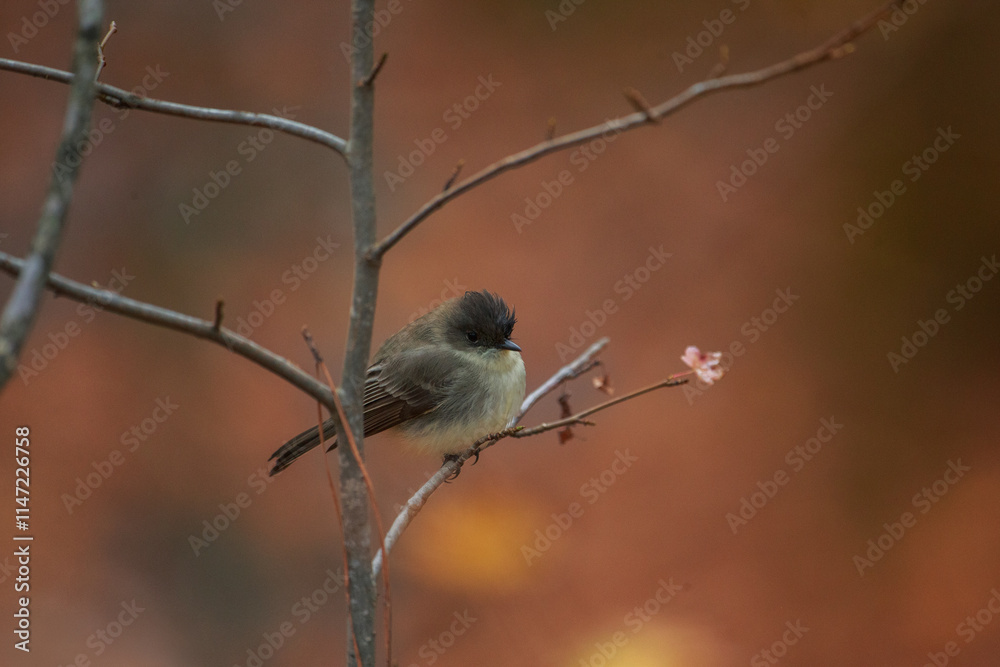 Obraz premium sparrow on a branch