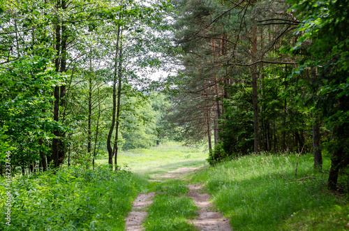 A grassy road in the middle of a forest clearing. Belarus.