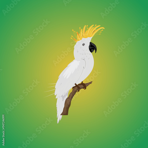 yellow-crested white color ki...