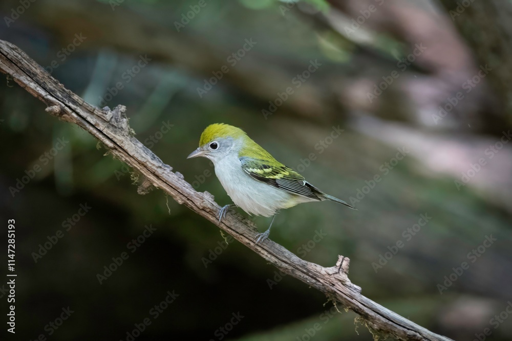 Fototapeta premium Chestnut-sided Warbler