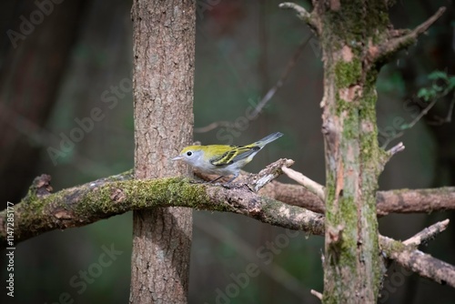 Chestnut-sided Warbler