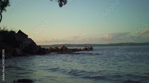 Pelican jumps up on rocks at sunset in Nelson Bay in Australia while cormorant dries it's wings