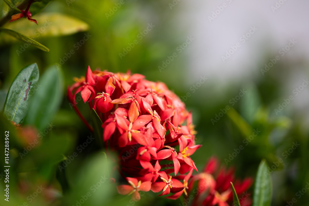 Detailed and Closeup Beautiful Bright Red Ixora Plant with Green Leaves Detailed and Closeup Beautiful Bright Red Ixora Plant with Green Leaves