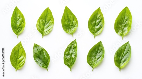 Ten vibrant green leaves arranged neatly on white