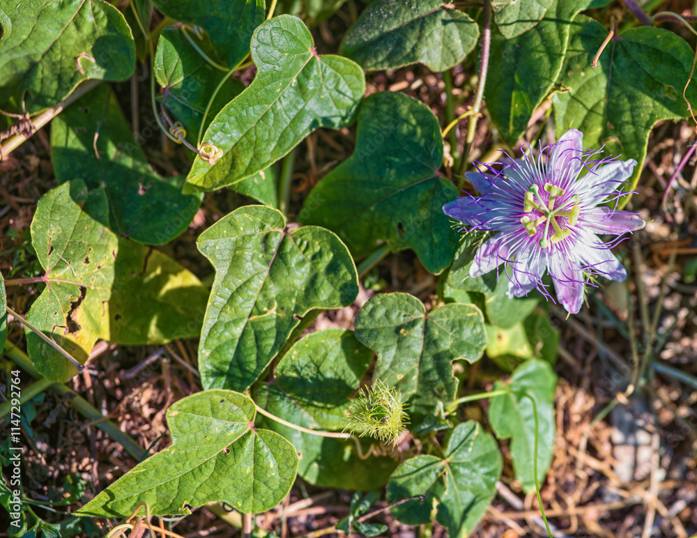 Close up of a Violet and White Wild Flower on a Beach in Honolulu, Hawaii. Close up of a Violet and White Wild Flower on a Beach in Honolulu, Hawaii.