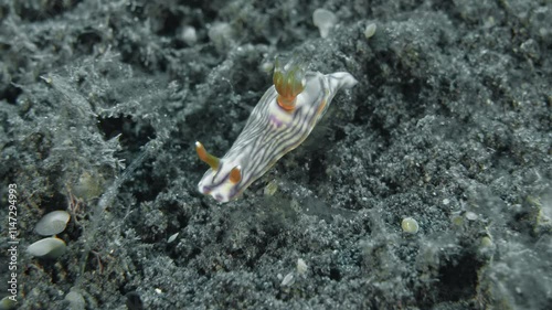 The nudibranch sits on the sea floor, raising its body and moving it from side to side. Zephyra Hypselodoris (Hypselodoris zephyra) 20 mm. ID: wavy dark lines, gills orange with white spots. photo