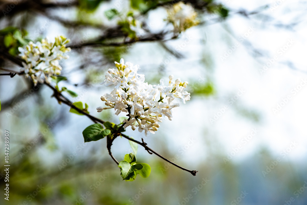 Spring arrives, and everything along the garden riverbank is renewed. Plants grow tender shoots and bloom with colorful flowers, presenting beautiful background materials