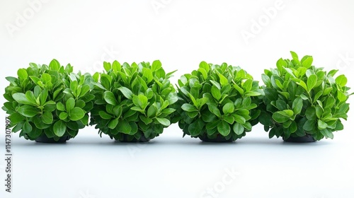 Four Boxwood Shrubs on White Background. Generative AI photo