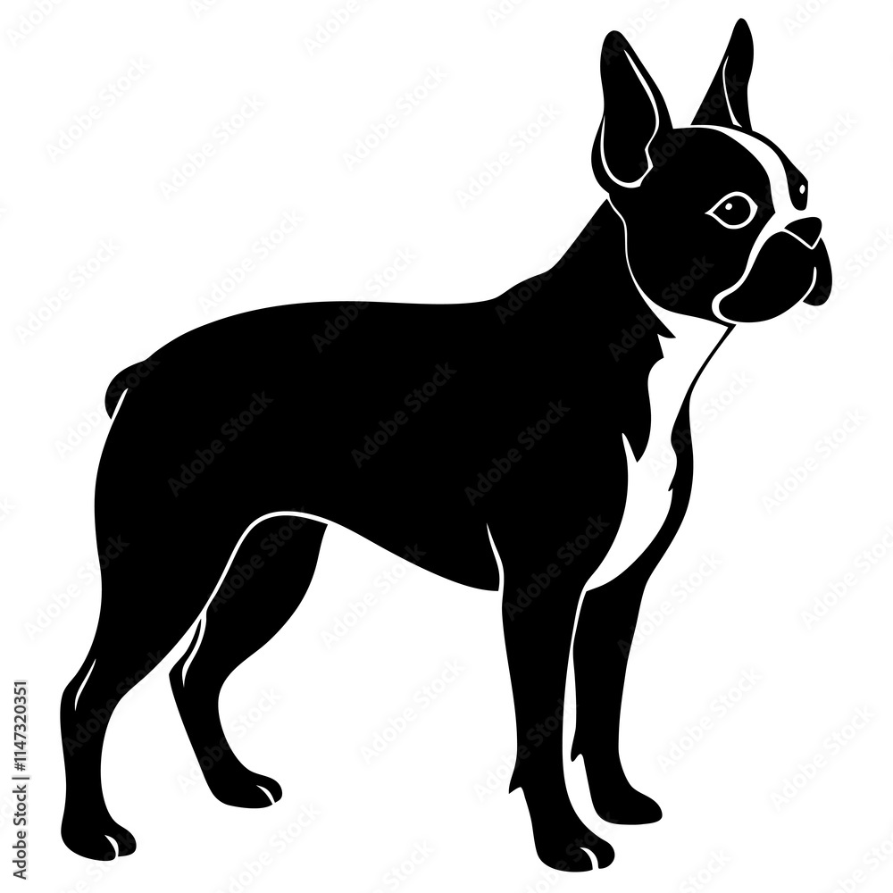 Boston Terrier Silhouette vector illustration Boston Terrier Silhouette vector illustration