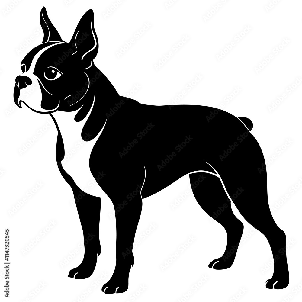 Boston Terrier Silhouette vector illustration Boston Terrier Silhouette vector illustration