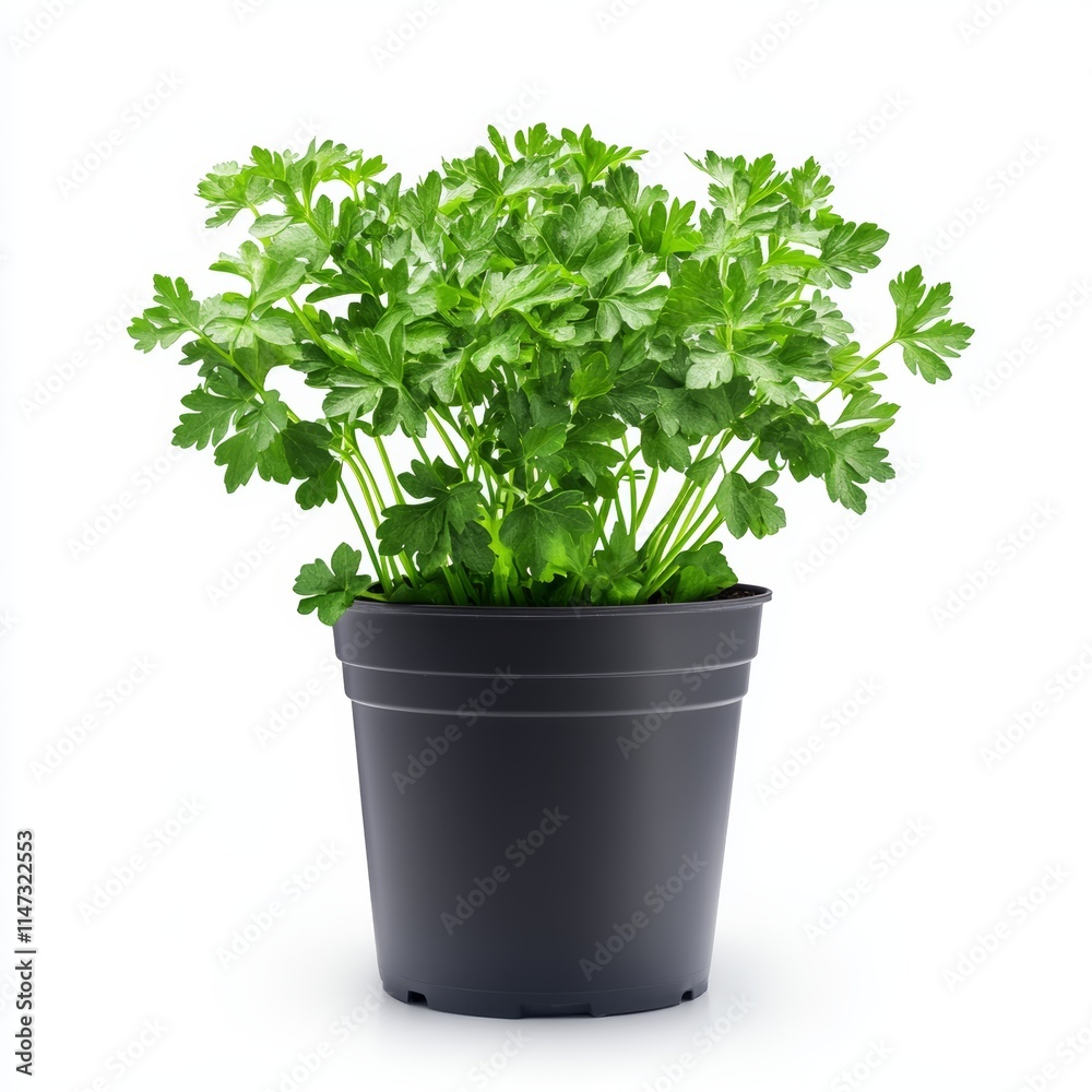 A potted parsley plant isolated on white background A potted parsley plant isolated on white background