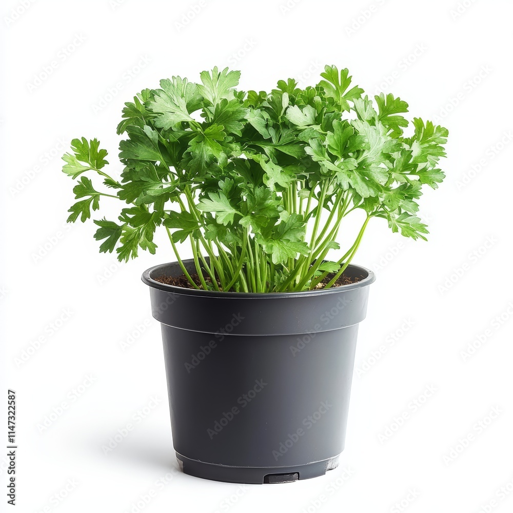 A potted parsley plant isolated on white background A potted parsley plant isolated on white background
