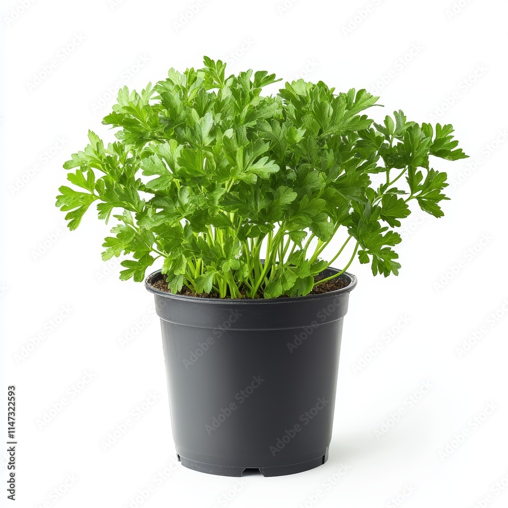 A potted parsley plant isolated on white background A potted parsley plant isolated on white background