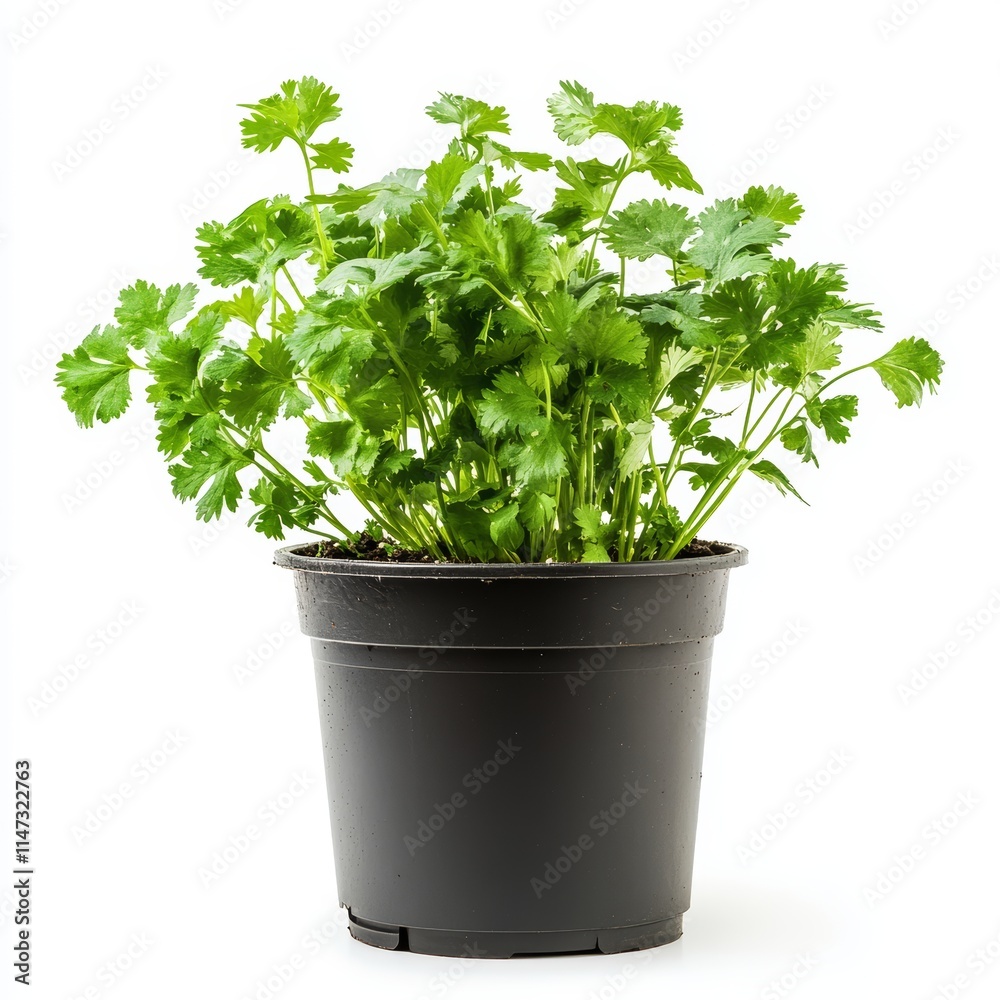 A potted cilantro plant isolated on white background A potted cilantro plant isolated on white background