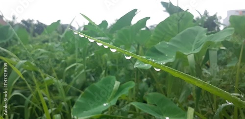 Explore the intricacies of fresh leaves with dew drops
