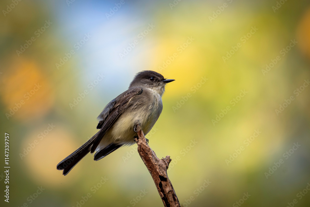 Fototapeta premium Eastern Phoebe
